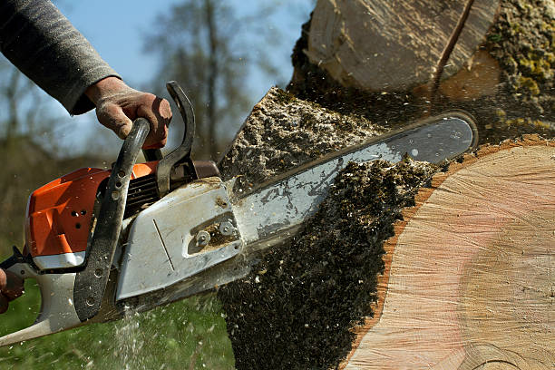 Tree Service Company in Boutte, LA